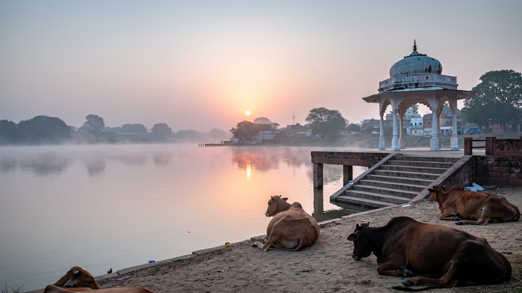 Dawn over the calm Yamuna at a small ghat near Gokul, cows on the bank